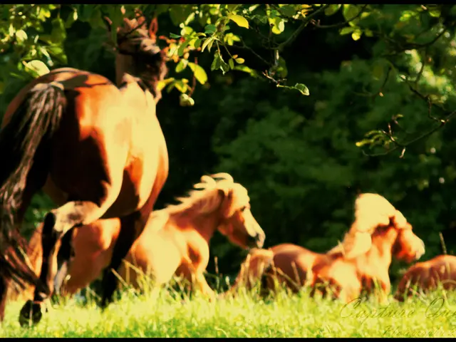 Utilizing Horses in Permaculture System Development